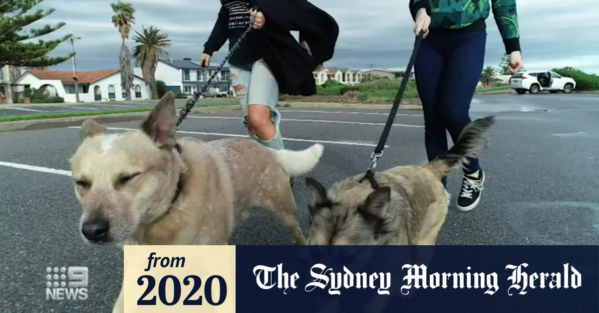 Video Warning of poisonous baits left out for dogs